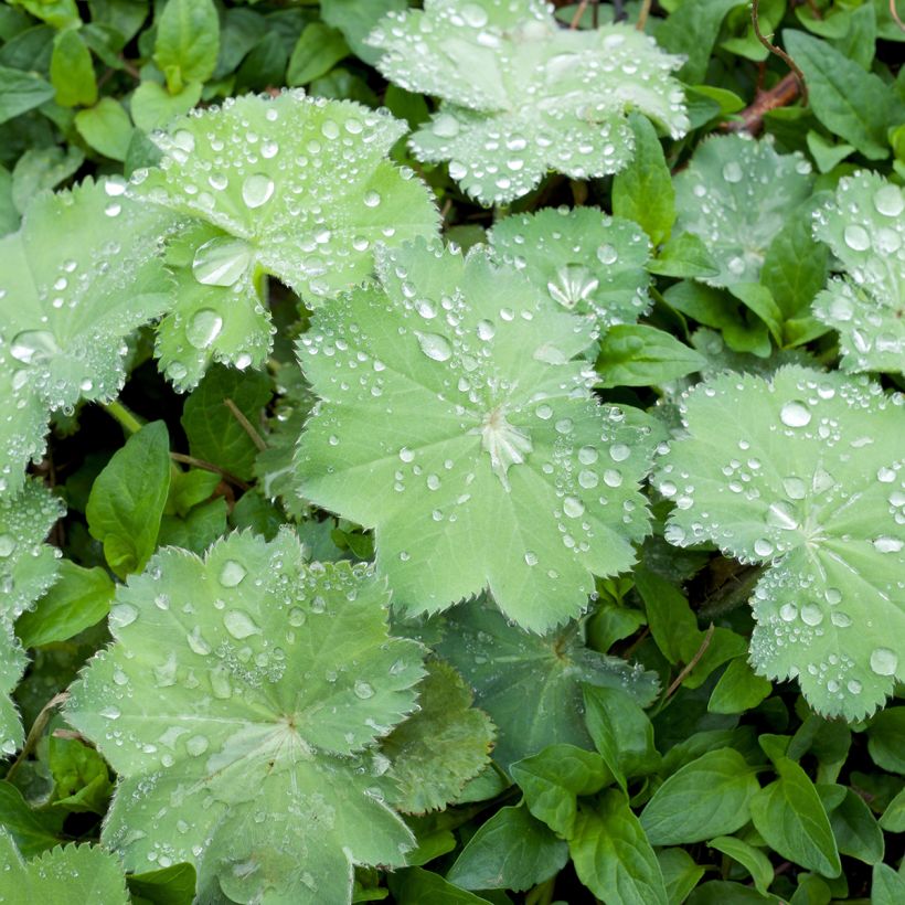 Alchemilla mollis Thriller (Foliage)