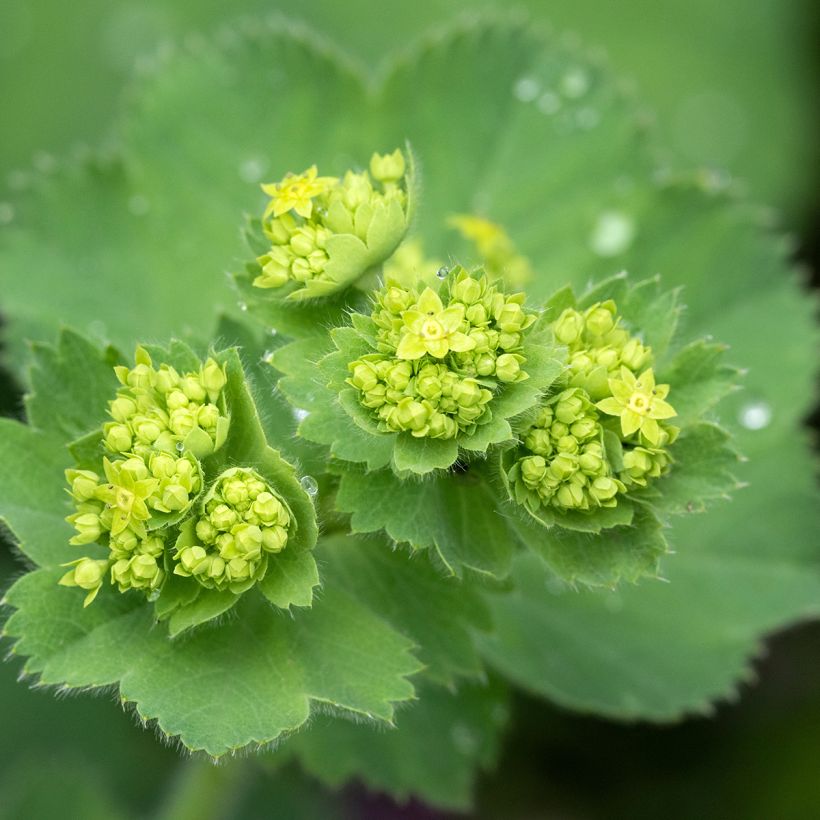 Alchemilla mollis  (Flowering)