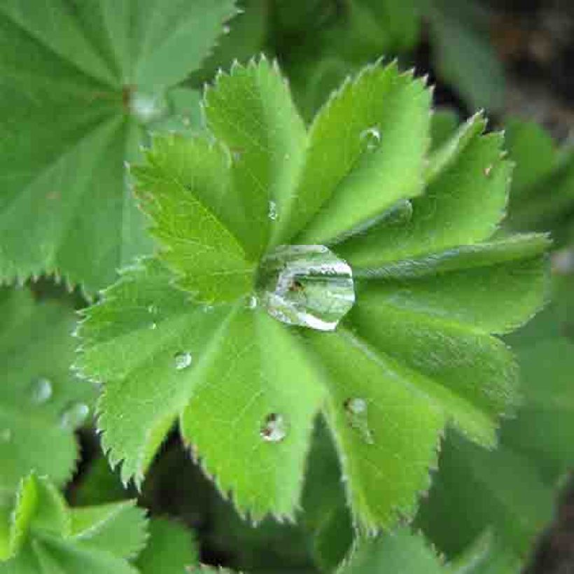 Alchemilla vulgaris  (Foliage)