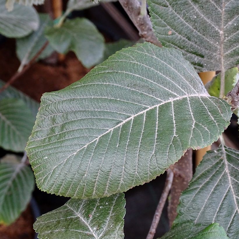 Sorbus aria Lutescens (Foliage)