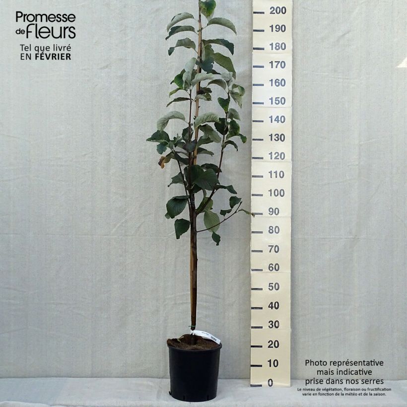 Sorbus aria Lutescens 7.5L/10L pot sample as delivered in autumn