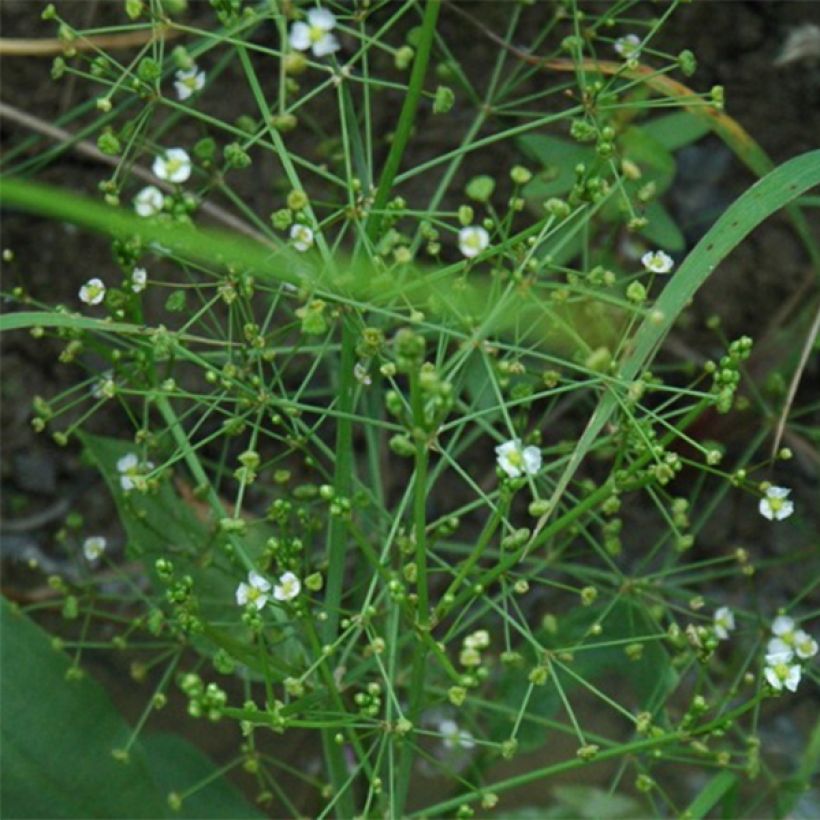 Alisma parviflora  (Flowering)