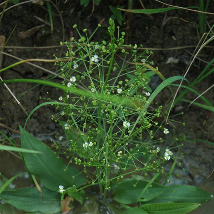 Alisma parviflora  (Plant habit)