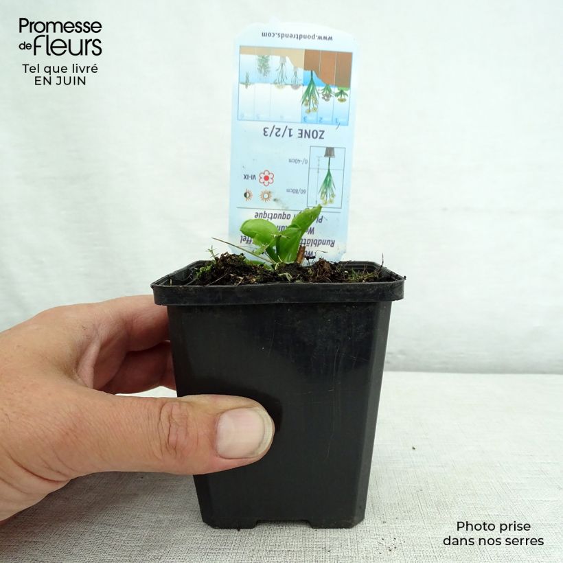 Alisma parviflora  8/9 cm pot sample as delivered in summer