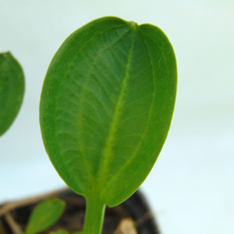 Alisma parviflora  (Foliage)