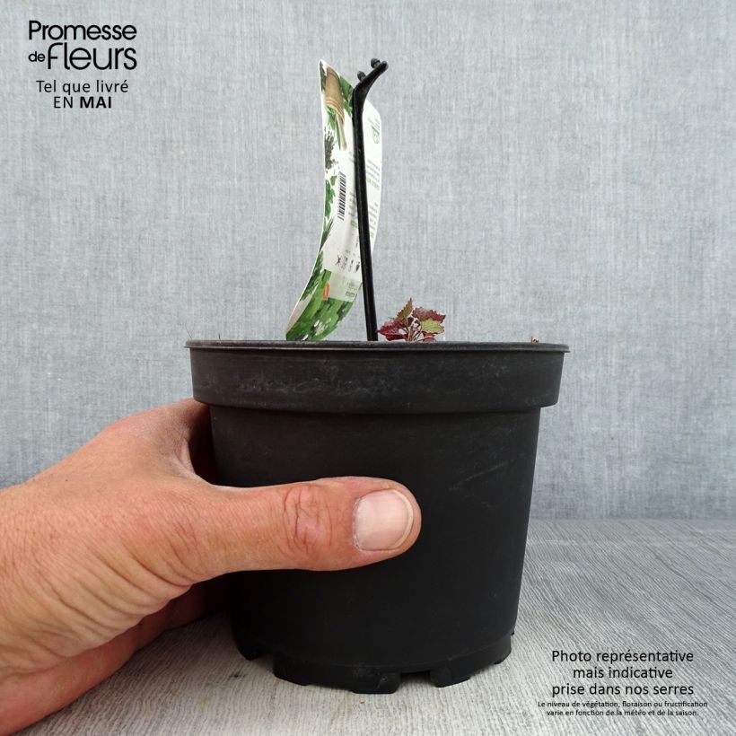 Alliaria petiolata 1.5L/2L pot sample as delivered in spring