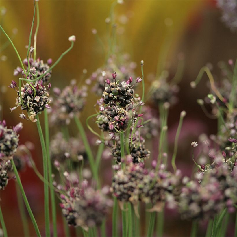 Allium scorodoprasum Bizarre (Flowering)