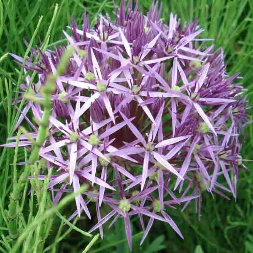 Allium cristophii (Flowering)