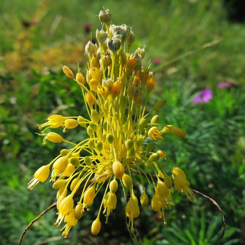 Allium flavum subsp. flavum (Flowering)