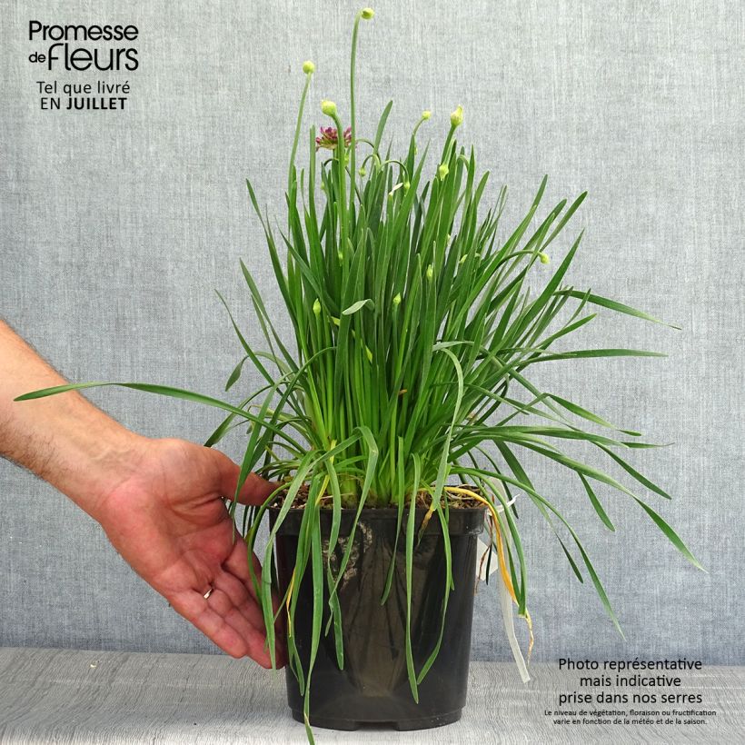 Allium Millenium 2L/3L pot sample as delivered in summer
