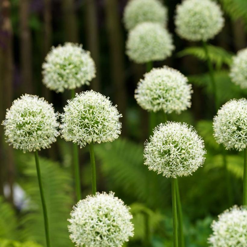 Allium Mont Blanc (Flowering)