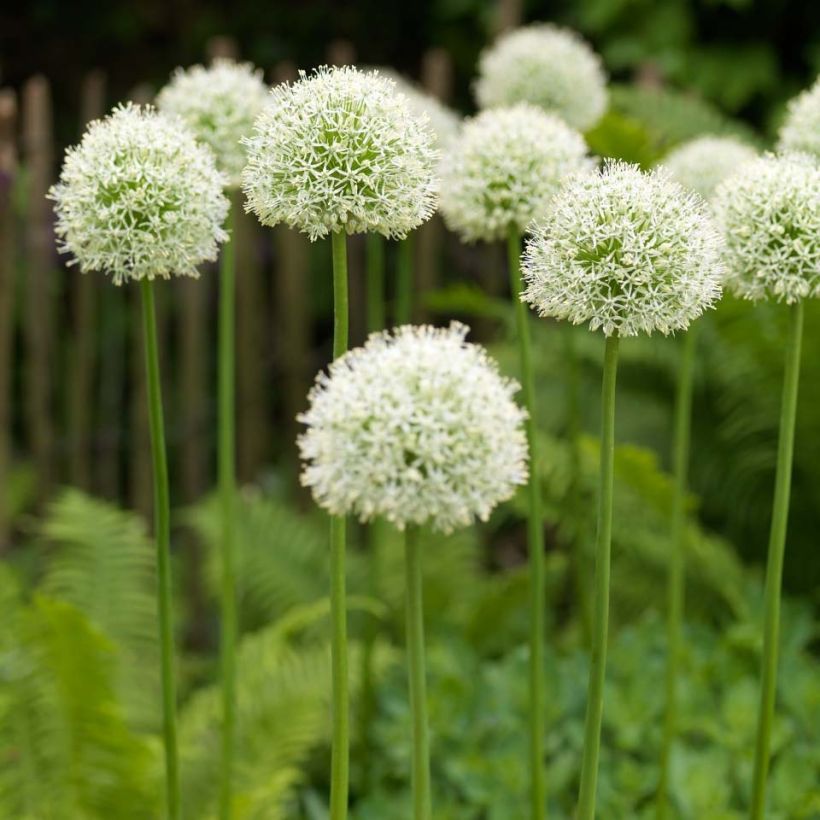 Allium Mont Blanc (Plant habit)