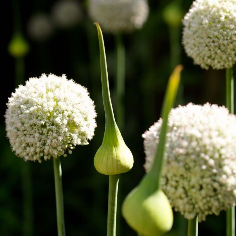 Allium ampeloprasum White Cloud (Flowering)