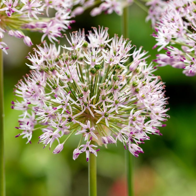 Allium ampeloprasum  (Flowering)