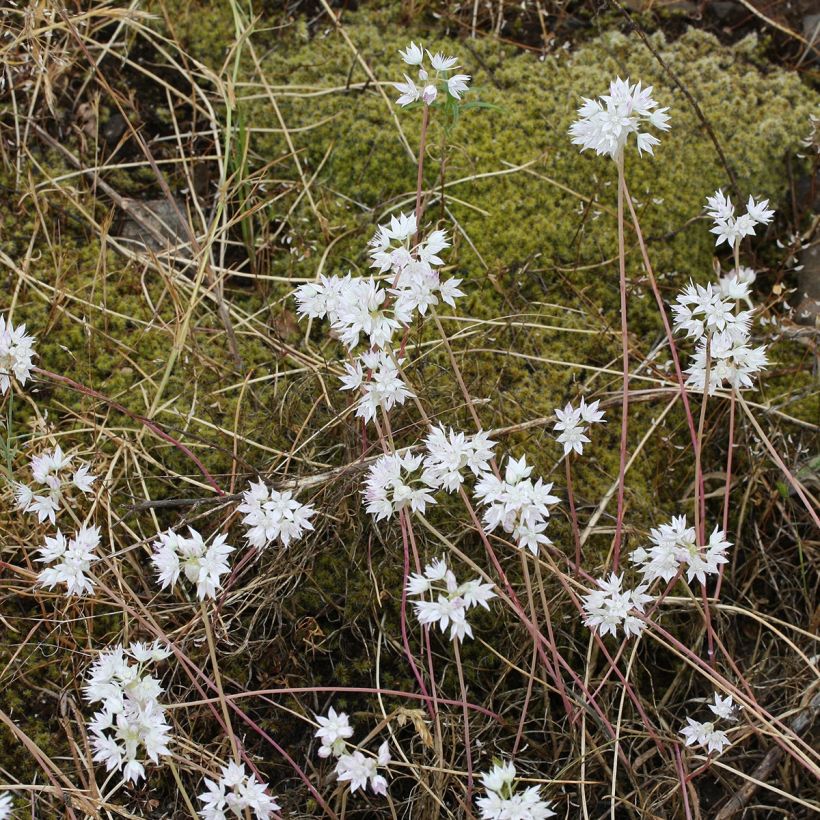 Allium amplectens Graceful (Plant habit)