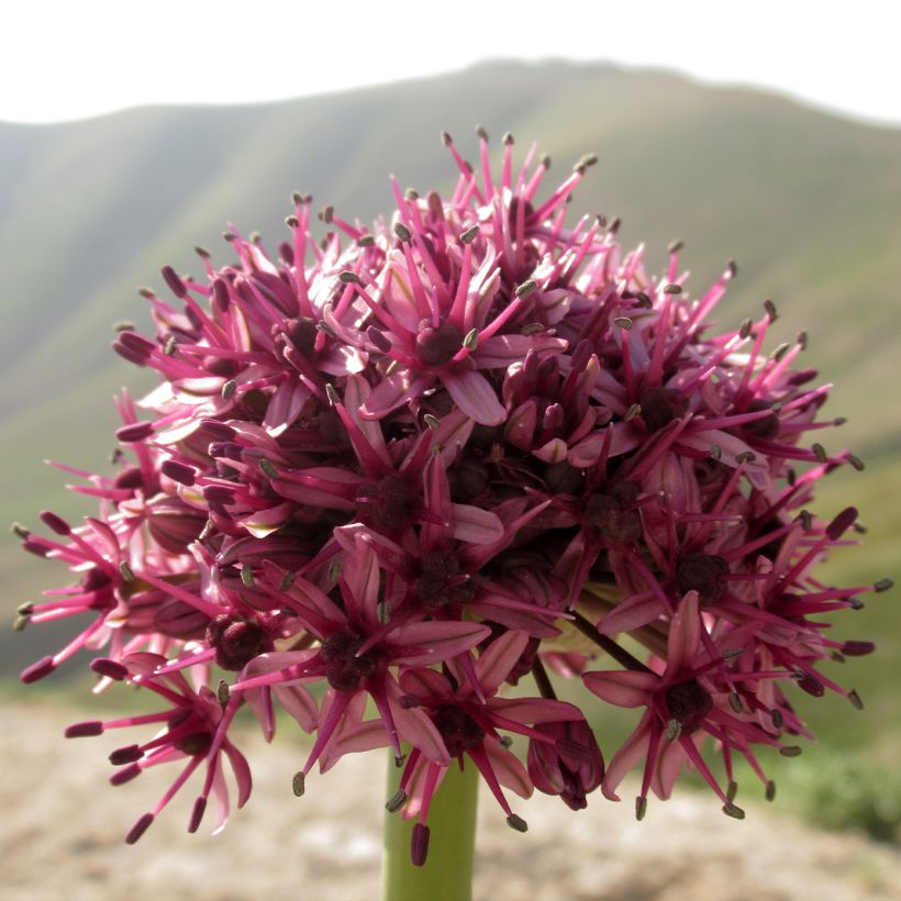 Allium aschersonianum (Flowering)