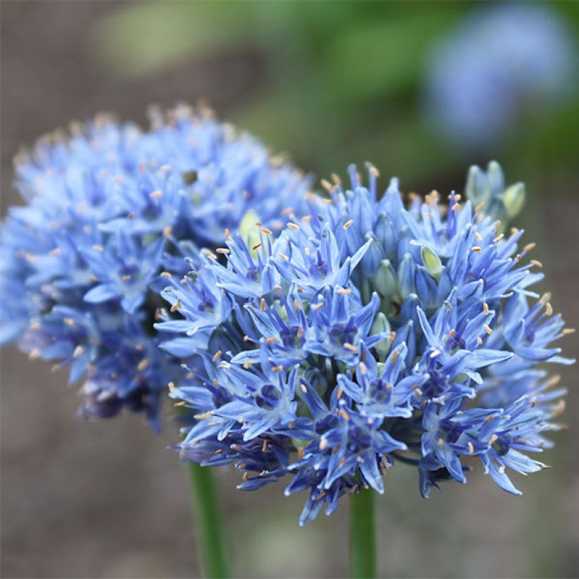 Allium caeruleum (Flowering)