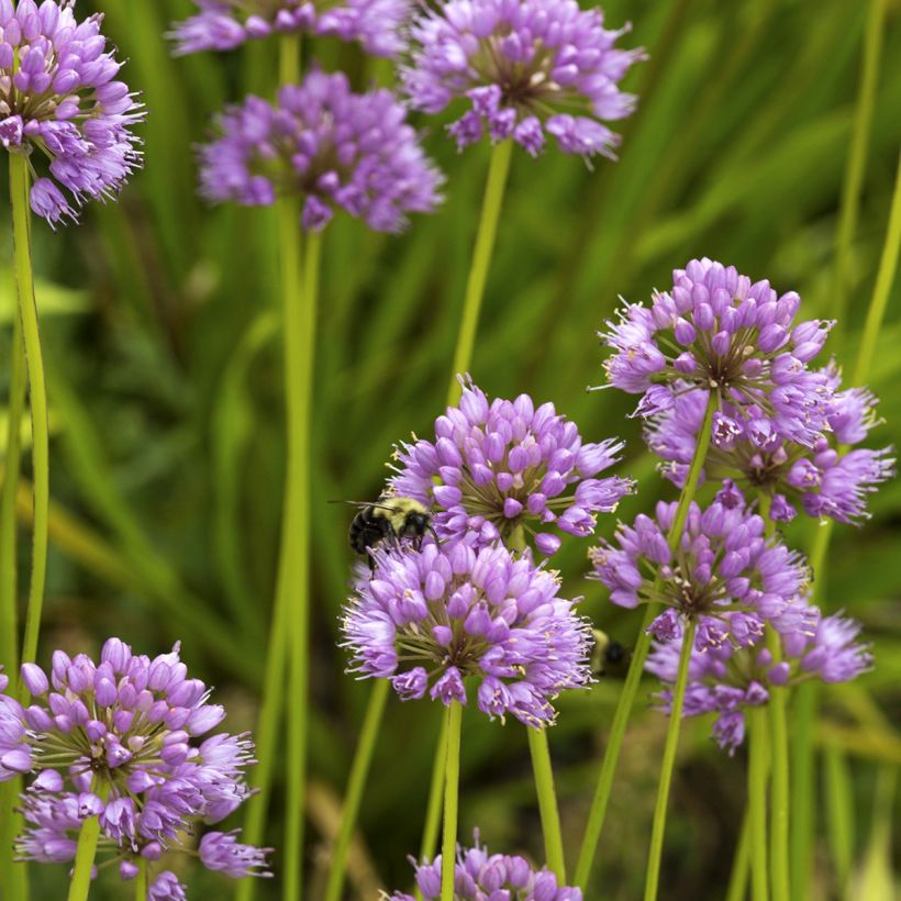 Allium carolinianum Rosy Dream (Plant habit)