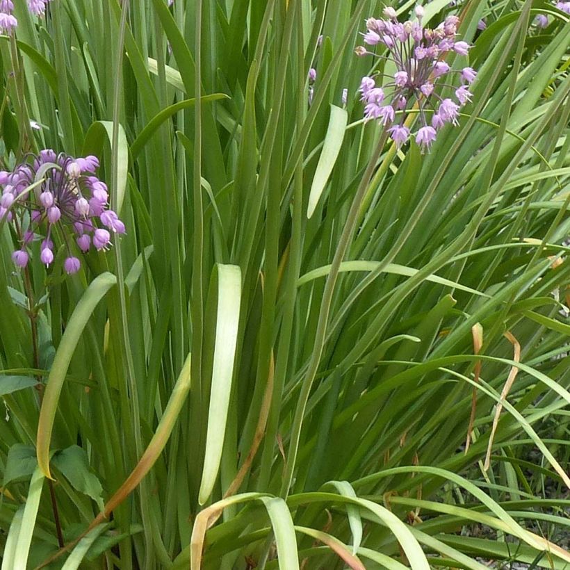 Allium cernuum (Foliage)