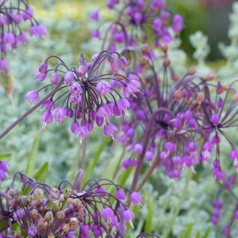 Allium cernuum (Flowering)