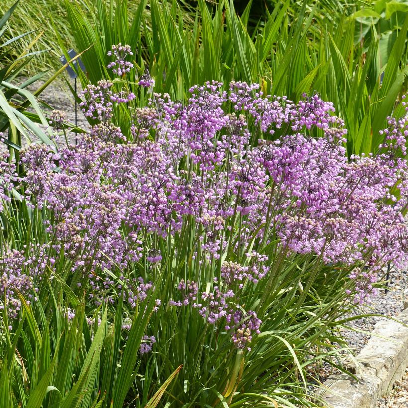 Allium cernuum (Plant habit)