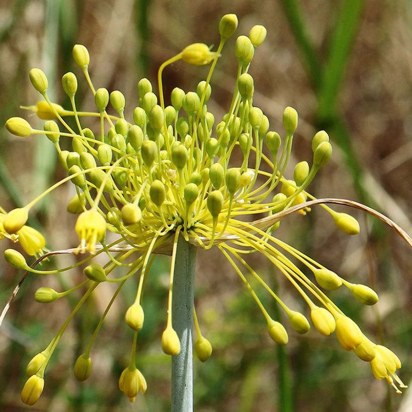 Allium chloranthum Yellow Fantasy (Flowering)