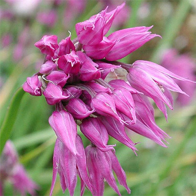 Allium cyathophorum var. farreri (Flowering)
