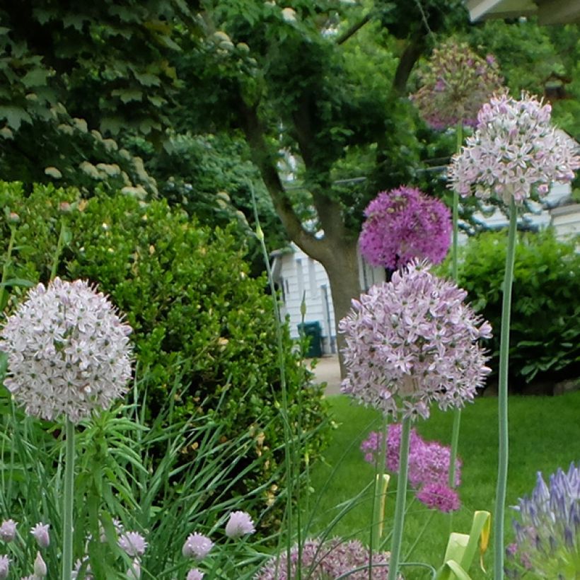 Allium decipiens (Flowering)