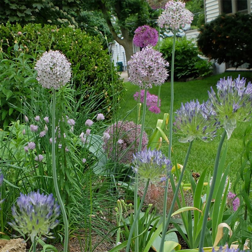 Allium decipiens (Plant habit)