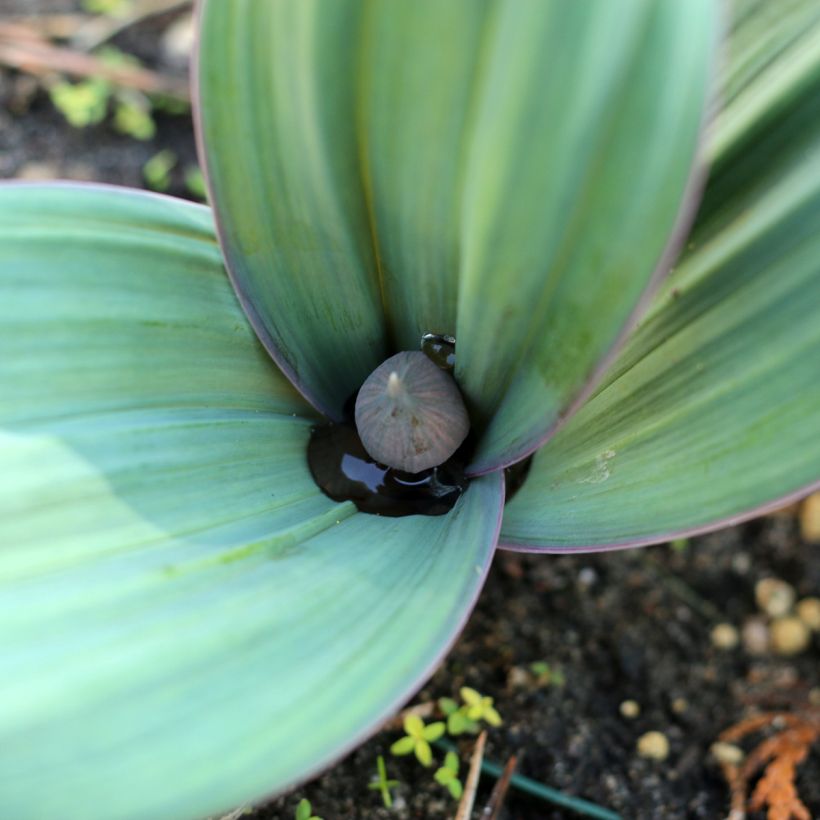 Allium karataviense (Foliage)