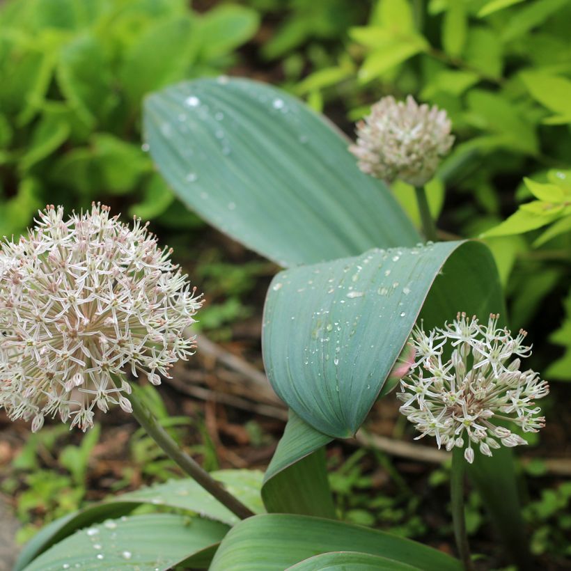 Allium karataviense (Plant habit)