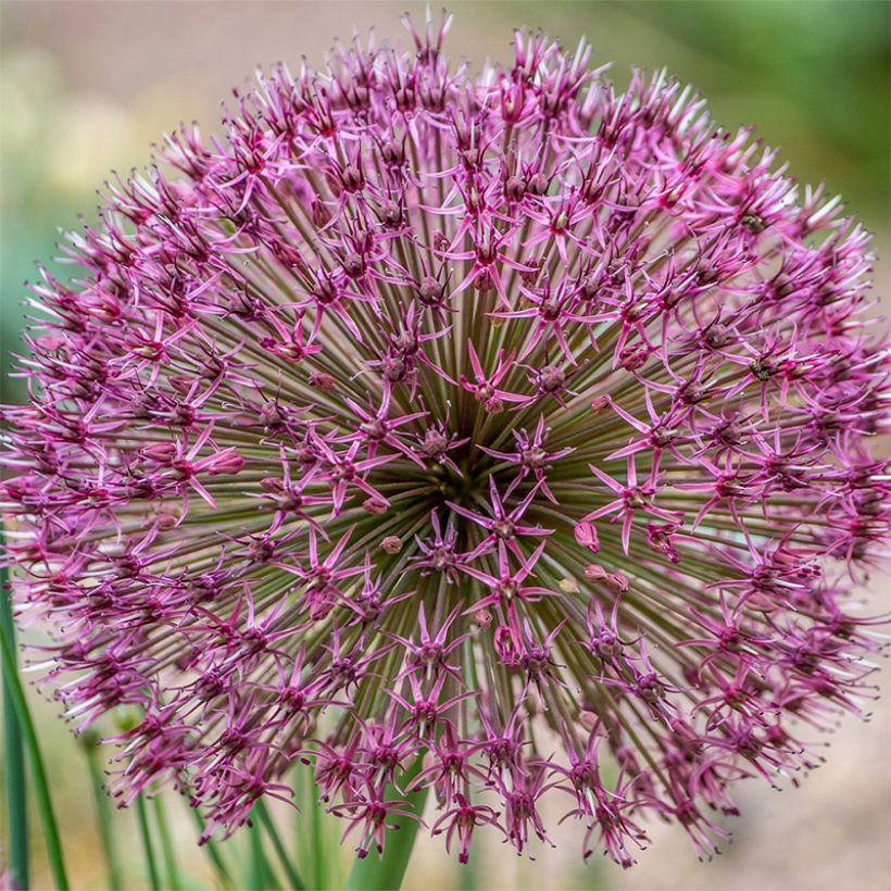 Allium karataviense Red Giant (Flowering)