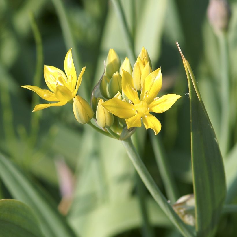 Allium moly (Flowering)