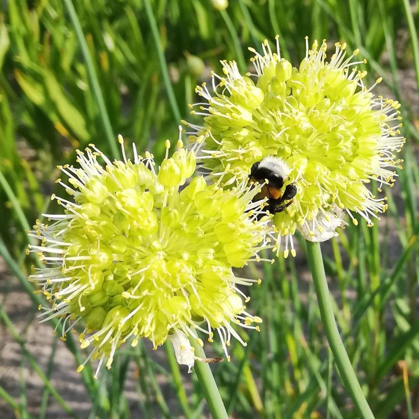 Allium obliquum (Flowering)