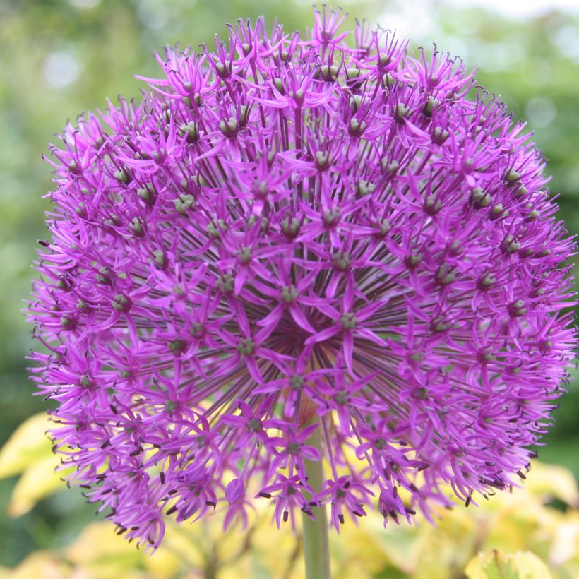 Allium rosenbachianum (Flowering)