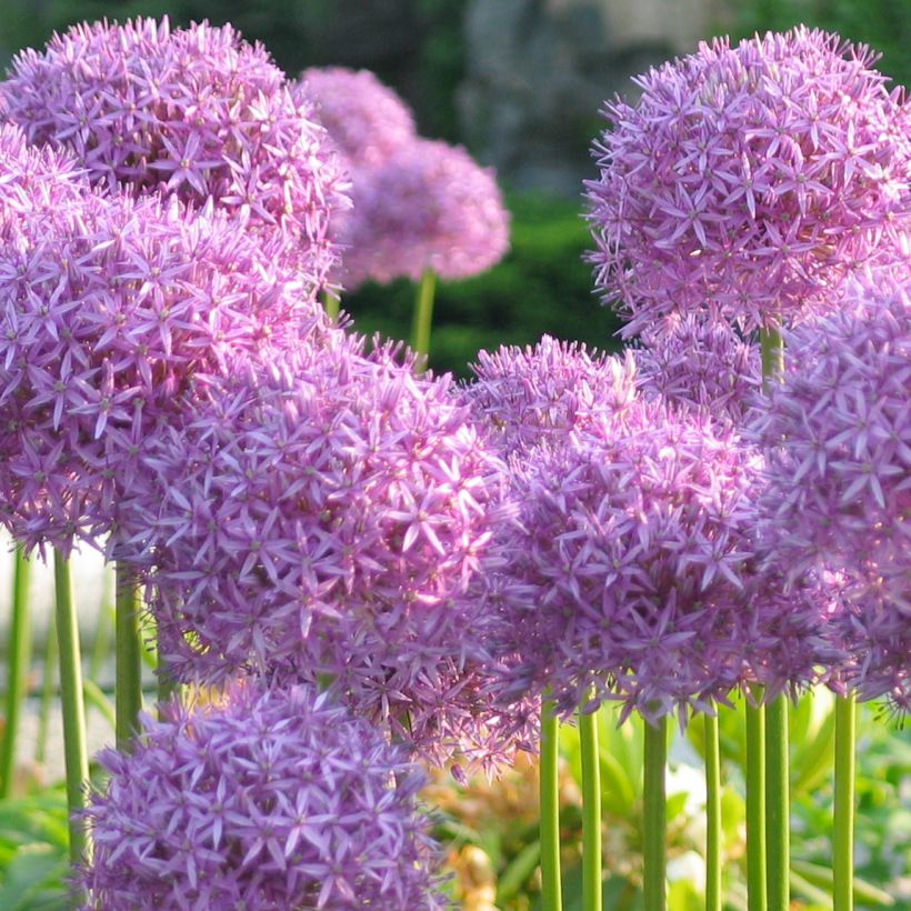 Allium rosenbachianum (Plant habit)