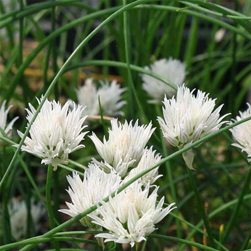 Allium schoenoprasum Corsican White (Flowering)