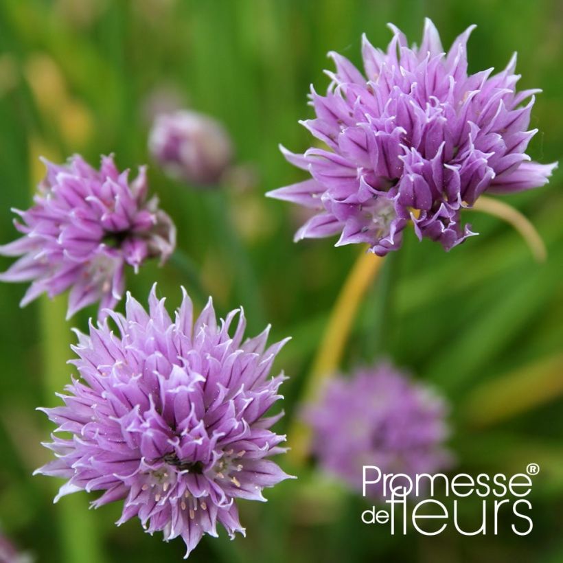 Allium schoenoprasum Rising Star (Flowering)