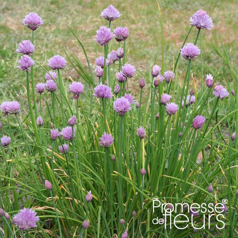 Allium schoenoprasum Rising Star (Plant habit)