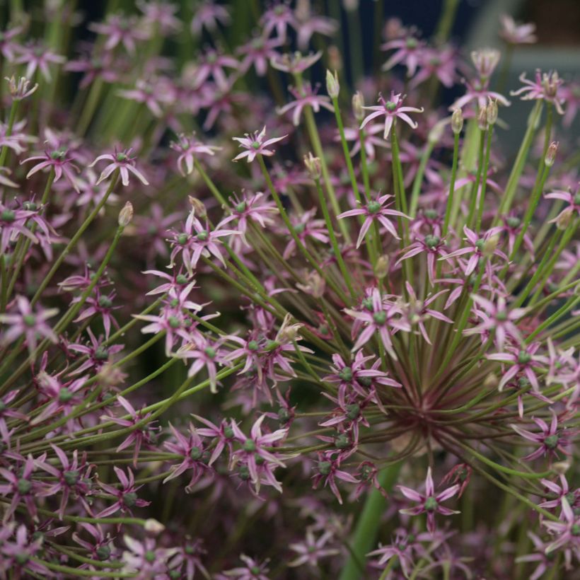 Allium schubertii Spider (Flowering)