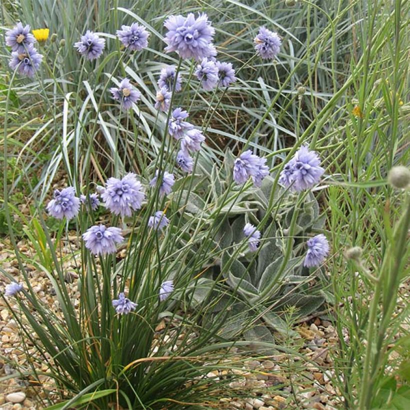 Allium sikkimense (Plant habit)