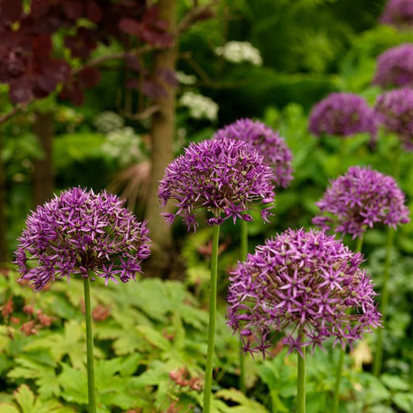 Allium stipitatum Violet Beauty (Flowering)