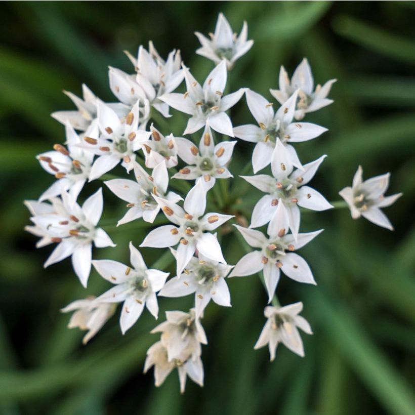 Chinese Chives plants - Allium tuberosum (Flowering)