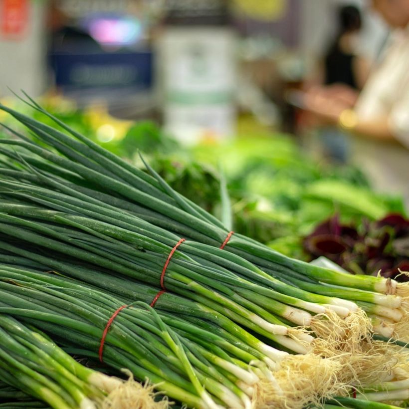 Chinese Chives plants - Allium tuberosum (Harvest)