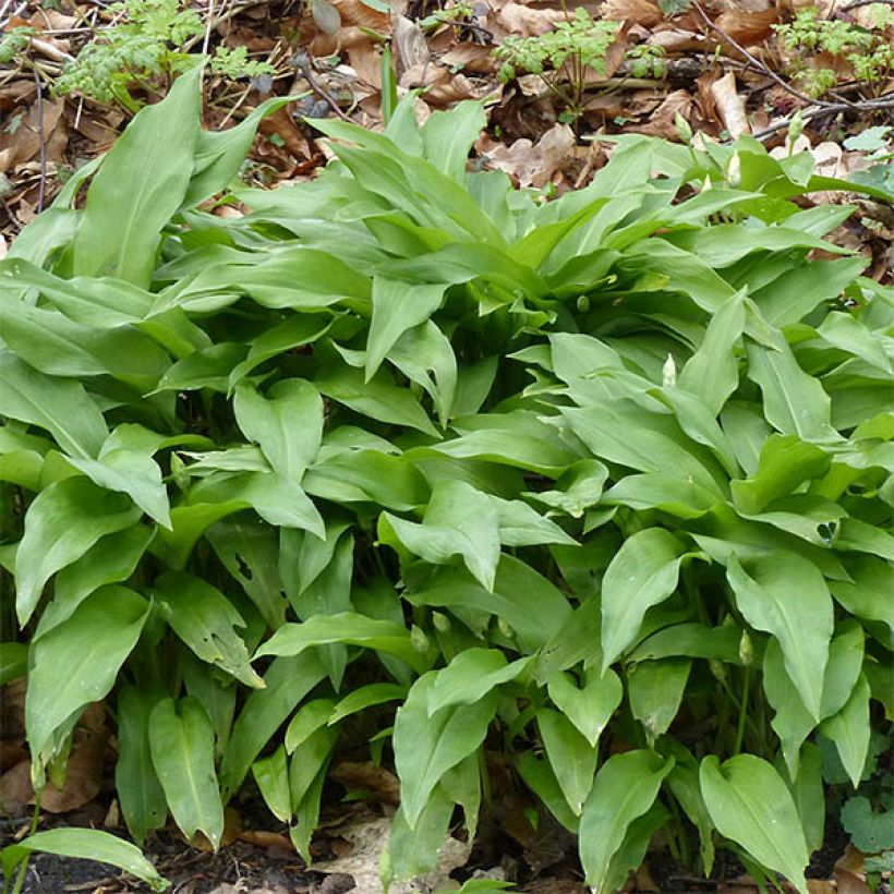 Bear's Garlic - Allium ursinum (Foliage)