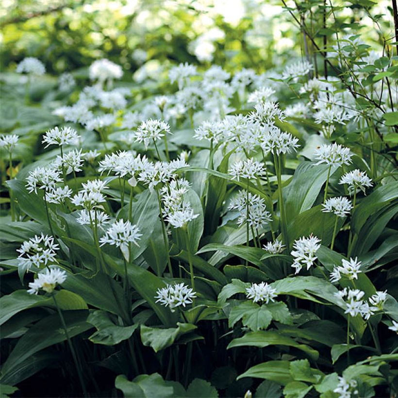 Bear's Garlic - Allium ursinum (Flowering)