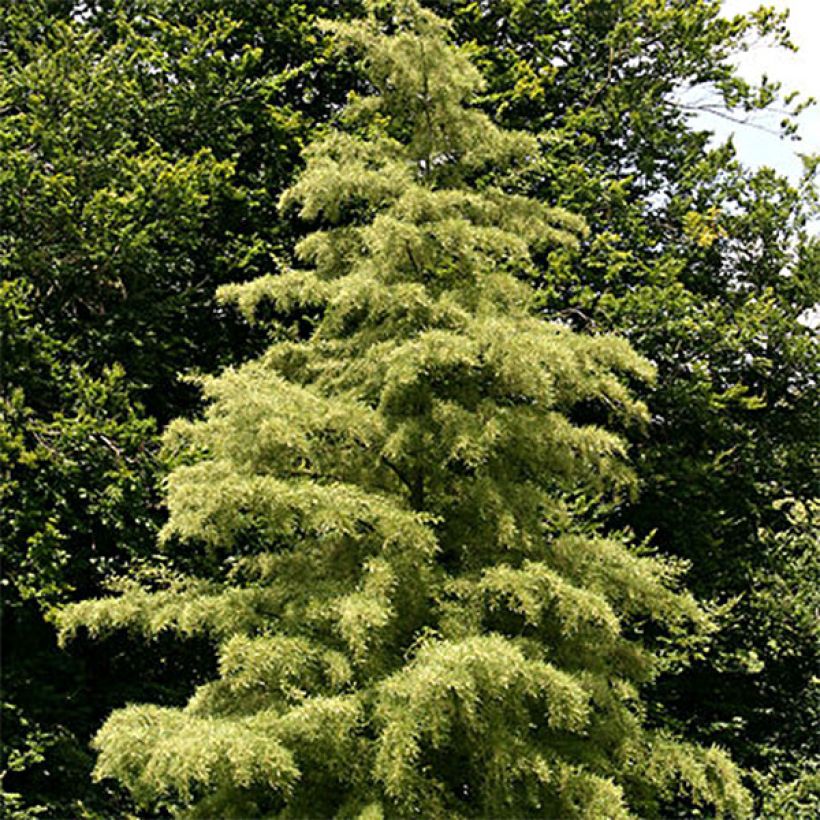 Alnus glutinosa Imperialis (Plant habit)