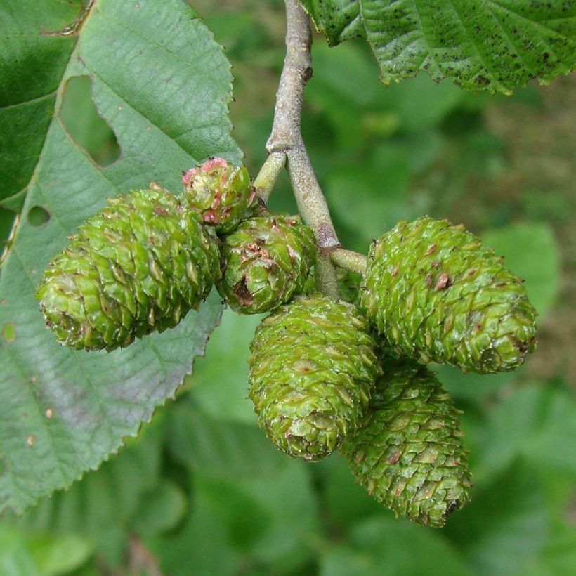 Alnus incana (Harvest)