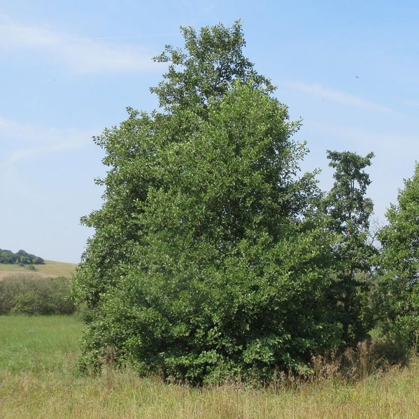 Alnus incana (Plant habit)