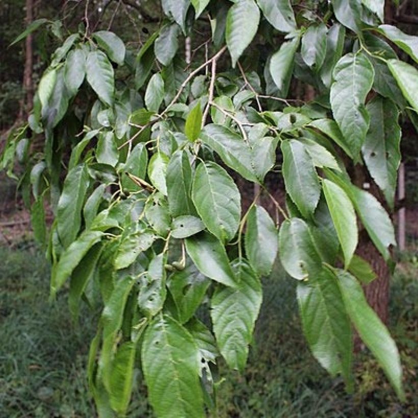Alnus x spaethii (Foliage)